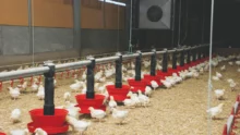 aviculture-poulet-surface-production-demande