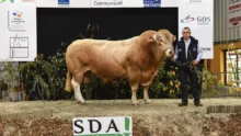 concours-bovin-blond-aquitaine-ohh-la-vache-2015