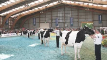 concours-nationnal-prim-holstein-fougere-bretagne-terralies