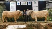 concours-taureau-charolais-ohh-la-vache-pontivy-2015