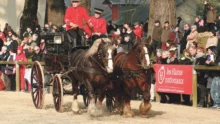 ecomusee-rennes-attelage-cheval-voiture-hippomobile