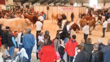 pontivy-ohhh-la-vache-concours-bovin-2015