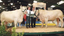 charolais-concours-bovin-elevage-foire-rennes