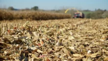 ensilage-mais-soja-economie-energie-fourrage-vache-laitiere