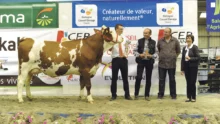 Fiesta, à l’EARL du Bois Mogaly, Grande championne