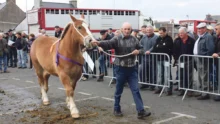 foire-plaintel-cheval-2014