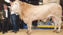 gamay-concours-bovin-charolais-blond