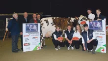 normande-vache-laitiere-concours-agri-deiz-bovin-morlaix-2014