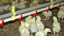 poussin-poulet-volaille-aviculture-dpu-export-pac-aide