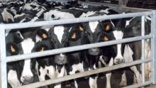 prim-holstein-vache-laitiere-lait-recherche-developpement-herbe-mais-azote-climat-directive-nitrate