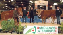 taureau-limousin-concours-bovin-foire-rennes