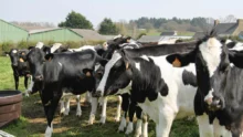 vache-laitiere-lait-elevage-genisse-genetique-prix-viande-bovine