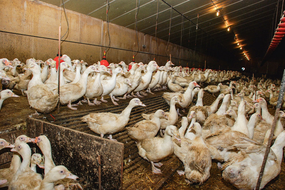 grippe-aviaire-crise-virus-aviculture-volaille - Illustration Grippe aviaire : plus de 150000 bêtes abattues en Allemagne