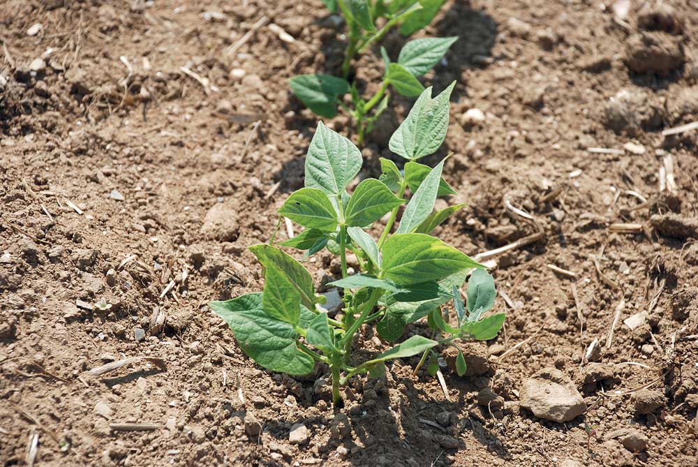 uopli-legume-fruit-loi-avenir-directive-nitrate-aide-environnement - Illustration Des évolutions réglementaires inquiètent la filière