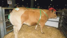 viande-bovine-prix-concours-marche-agricole