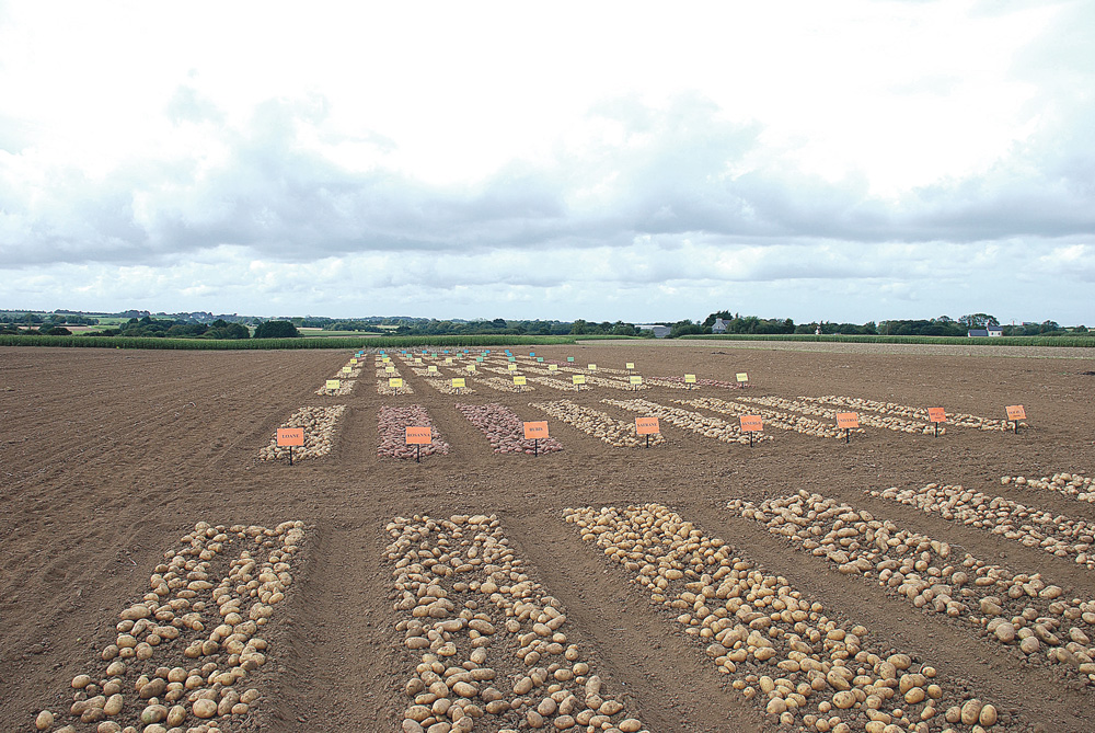 bretagne-captage-pomme-de-terre-qualite-production - Illustration La filière plants de pomme de terre définit sa stratégie pour 2014