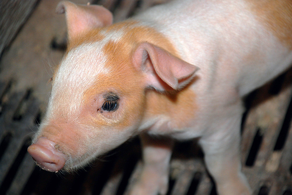 dep-diarrhee-epidemique-porcine-porc-sante-animale-porcelet-virus-maladie - Illustration Porc : les Bretons renforcent la prévention contre la diarrhée épidémique porcine