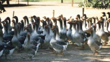 foie-gras-aviculture-oie-prix-production-consommation