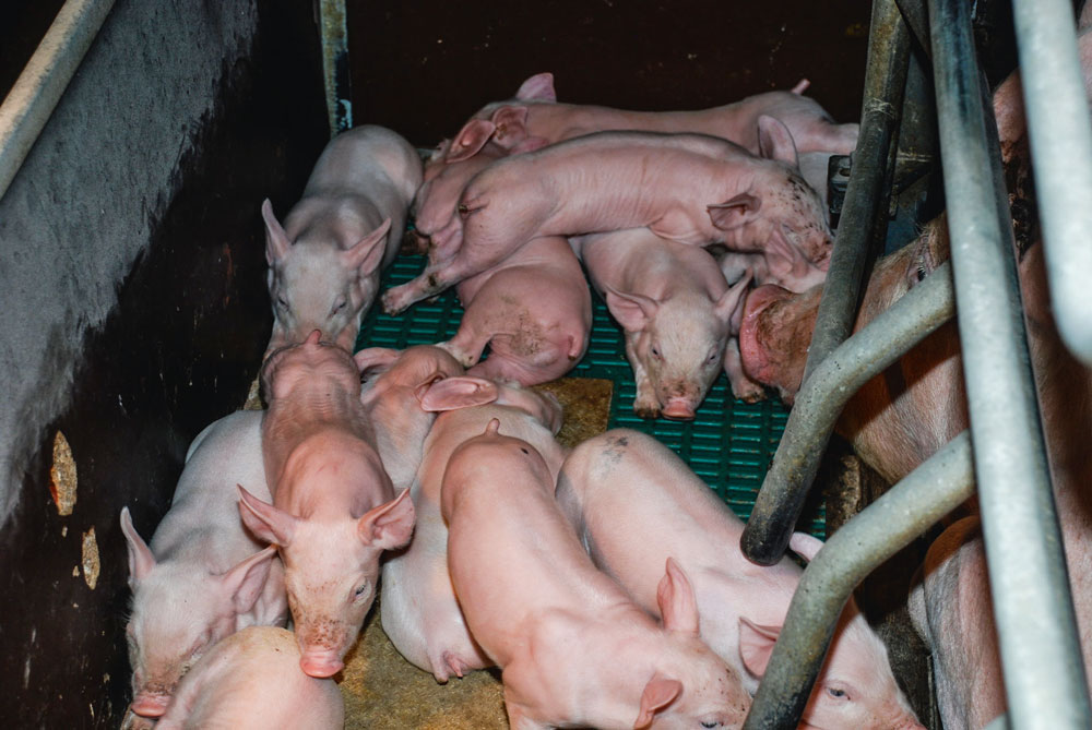 production-porc-exploitation-porcine-engraissement-naissage-export - Illustration Le forfait TVA allemand agace les producteurs de porcs français