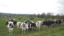 union-europenne-croissance-contrainte-environnement-production-prim-holstein-paturage-herbe