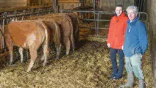 bovin-viande-limousin-alimentation-jean-luc-micout-glen-elleouet-braspart