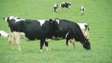 paturage-herbe-climat-vache-bovin-prairie-prim-holstein