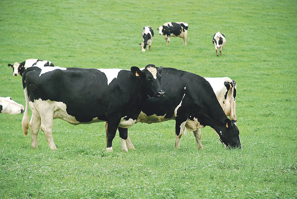 paturage-herbe-climat-vache-bovin-prairie-prim-holstein - Illustration Une saison d’herbe atypique et contrastée