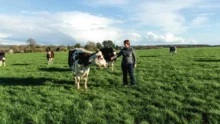 production-lait-herbe-paturage-vache-laitiere-troupeau-cout-alimentaire