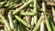 produit-agricole-legume-petit-pois-qualite-production-commission-europeenne-consommation