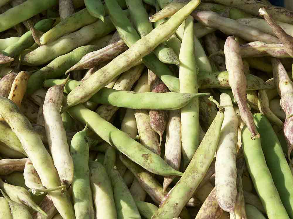 produit-agricole-legume-petit-pois-qualite-production-commission-europeenne-consommation - Illustration Bruxelles veut valoriser ses produits agricoles