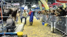 salon-agriculture-paris-concours-bovin-race-eleveur-producteur