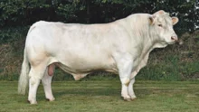 taureau-insemination-genisse-charolais-genetique