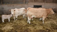 vache-allaitante-viande-bovine-paturage-alimentation-genisse-blonde-aquitaine-bourg-blanc-earl-kerdeniel