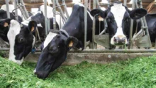 vache-laitiere-prim-holstein-lait-paturage-herbe-alimentation-ration-mais-investissement