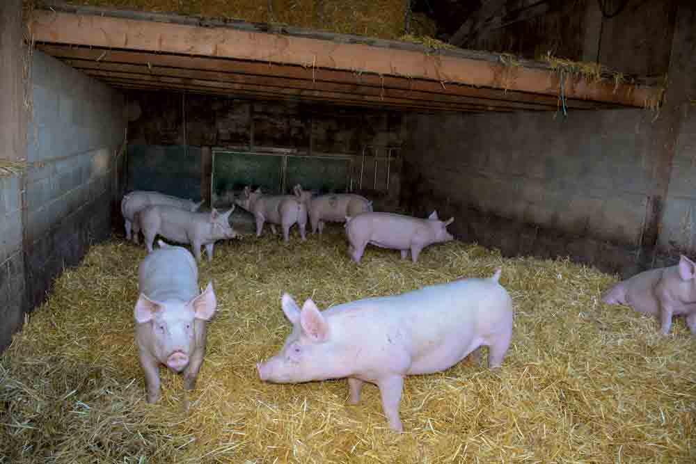 commercialisation-viande-elevage-porc - Illustration Les prix à la production des produits agricoles stables en mai