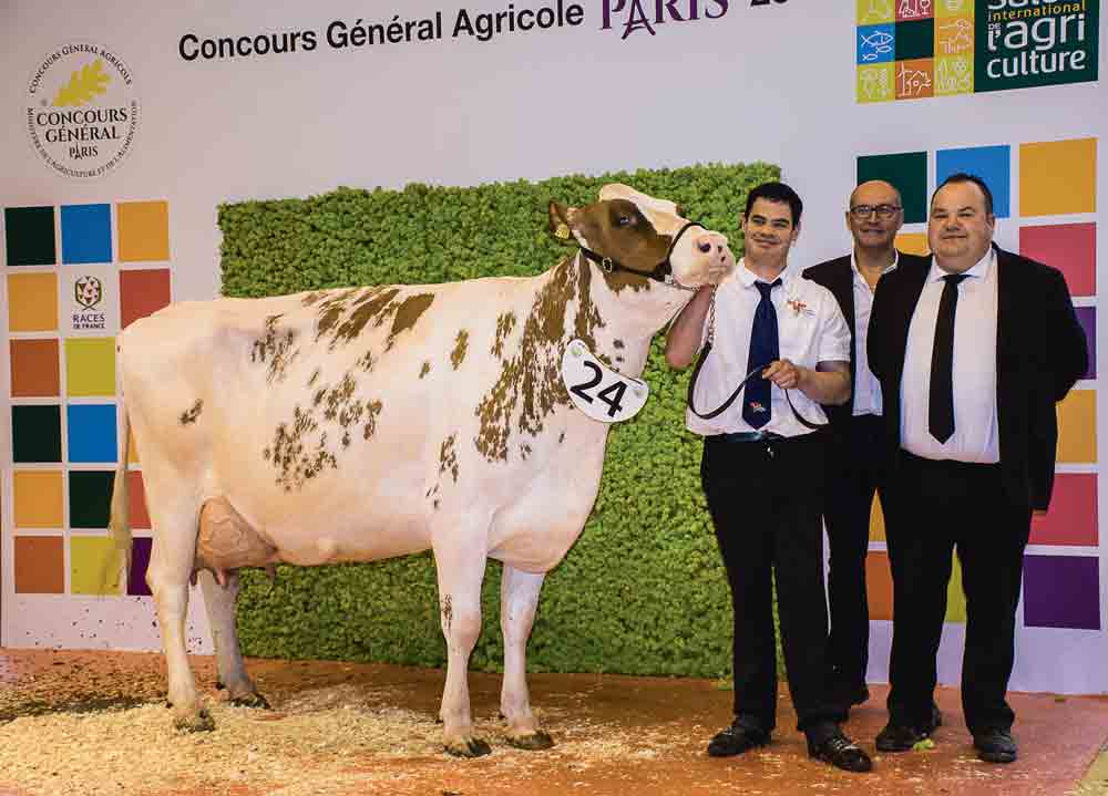 concours-bovin-pie-rouge-salon-agriculture-paris-2016 - Illustration Colombe plane sur un concours à l’accent toujours très finistérien