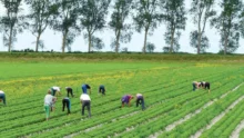 Les cultures spécialisées (horticulture, maraîchage et arboriculture) sont des secteurs très pourvoyeurs d’emplois salariés