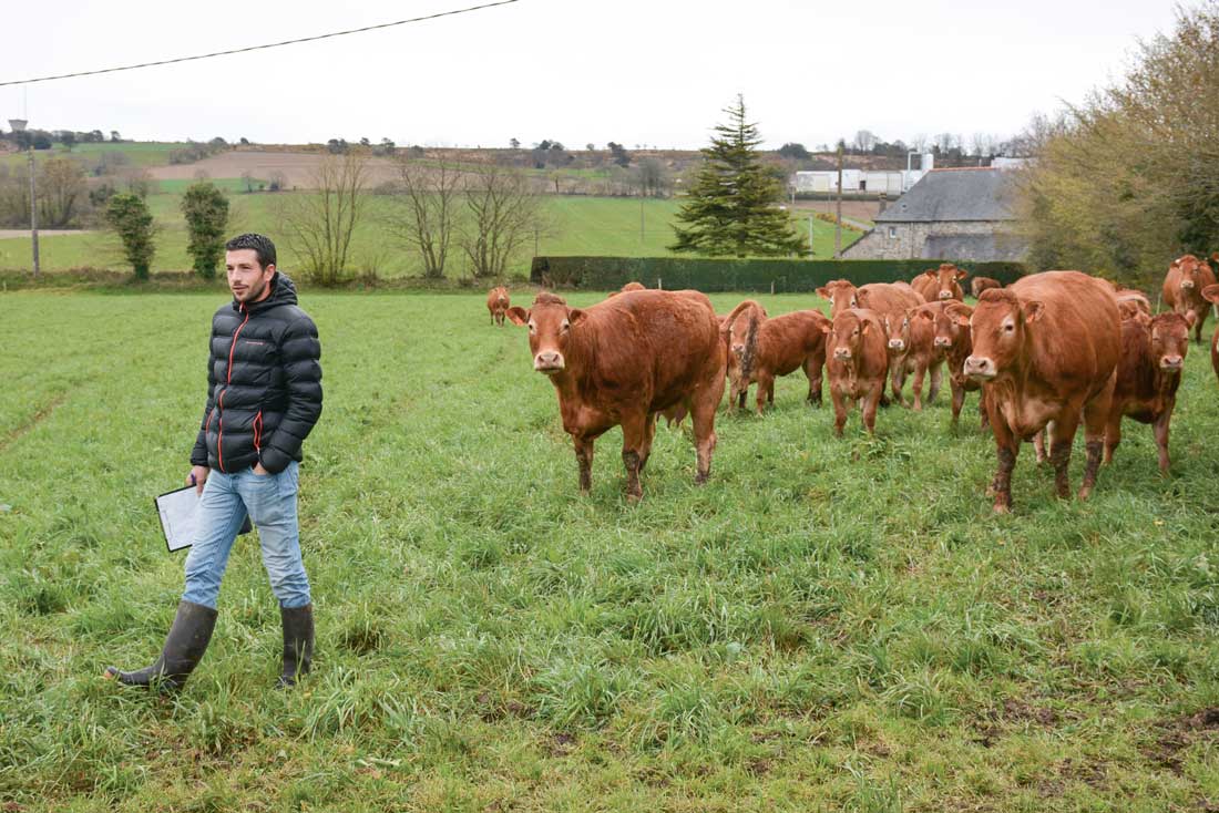 L’assemblée générale du Herd-Book Limousin Bretagne s’est clôturée par la visite de l’élevage de Gwénaël Mordelet à Lanfains (22) - Illustration Limousine : la docilité en 1er critère de sélection