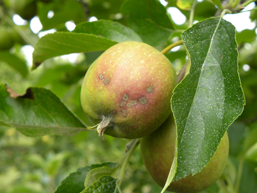 tavelure-sur-pomme - Illustration Pommes : les exportations progressent vers l’Europe, en repli vers l’Asie