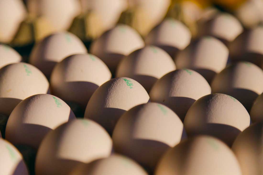 oeufs - Illustration Un don de 600000 œufs pour les Banques Alimentaires