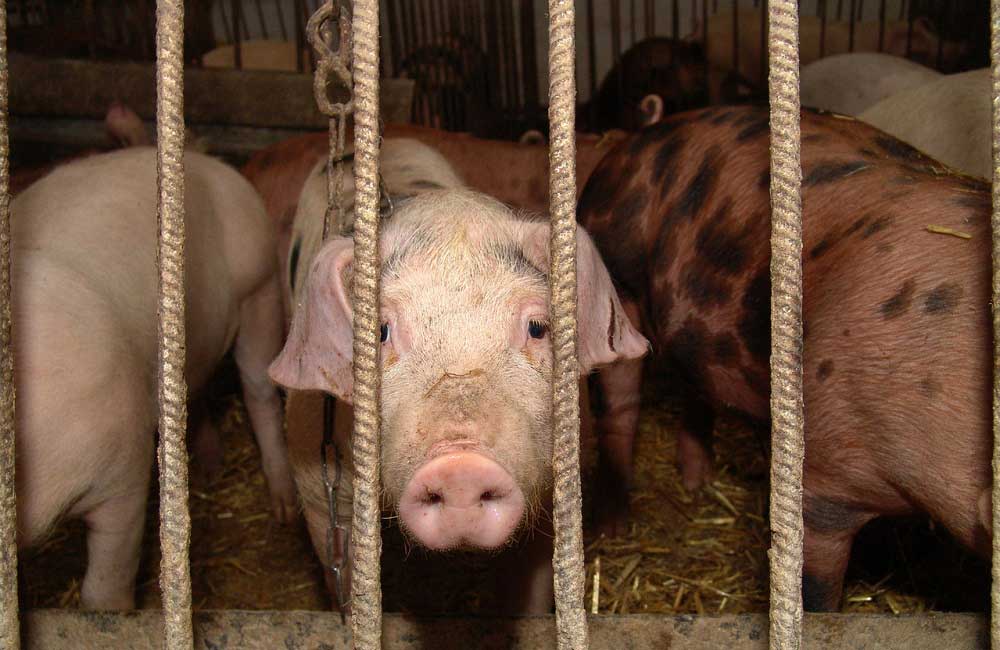 porc-russe - Illustration Russie : Ariant investit dans le secteur du porc