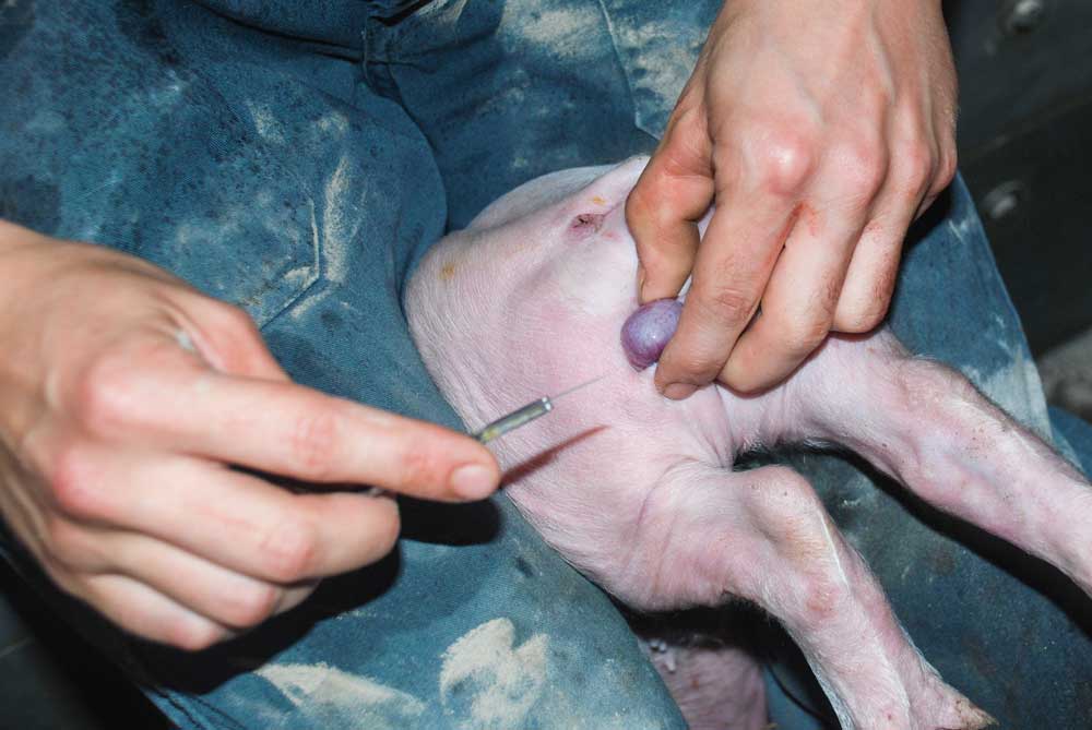 castration-porc - Illustration Il délègue vaccinations et castrations de ses porcs