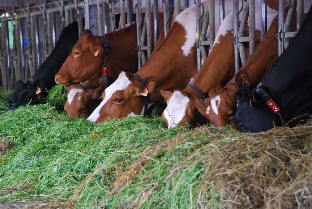 ph2-lait-bio-Poullaouen - Illustration 140 laitières en bio intensif au “Village de l’herbe”