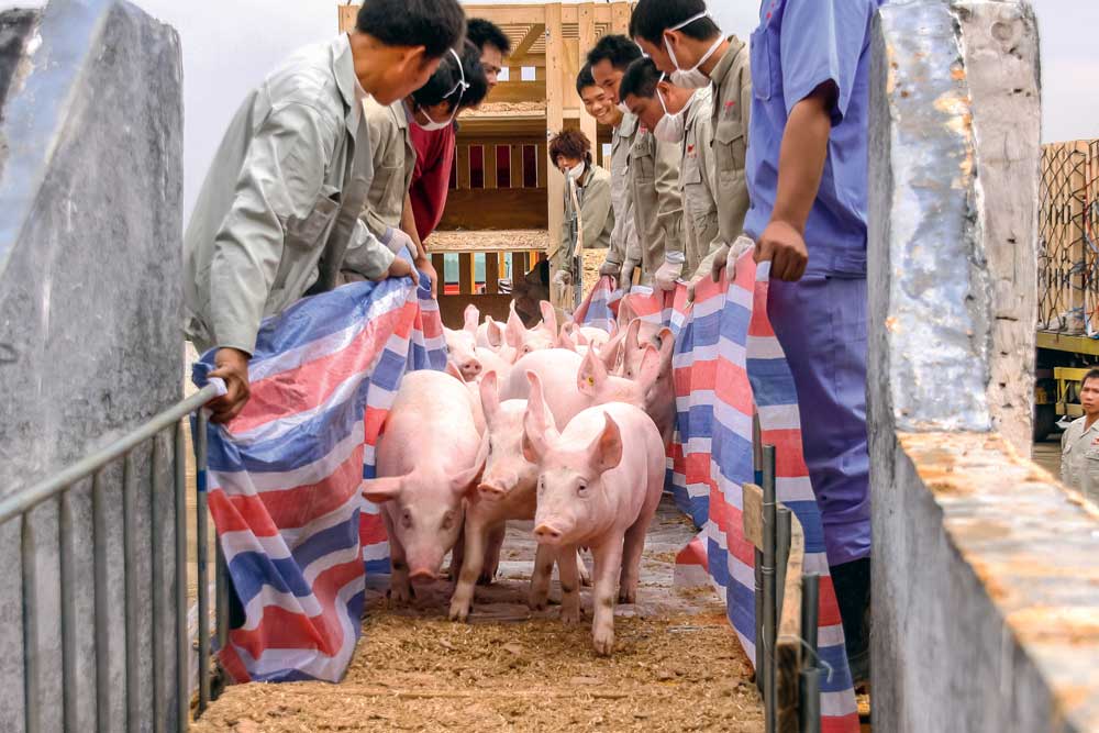 porc-etranger - Illustration La génétique porcine française reconnue à l’étranger