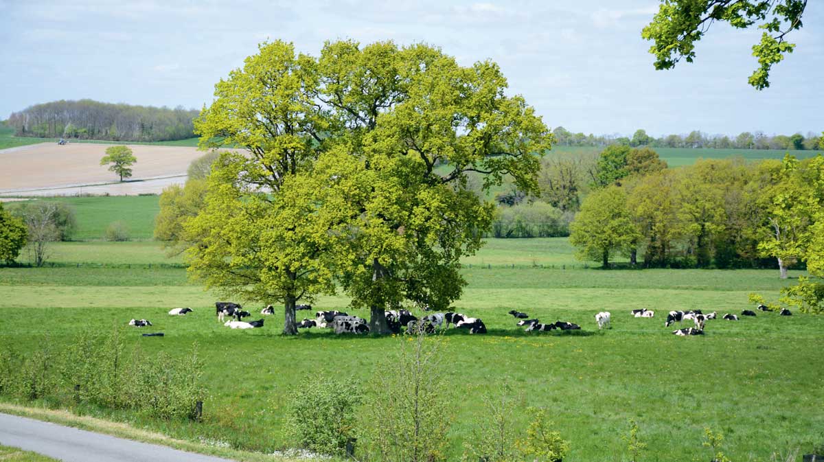 vaches-paysage - Illustration Des agriculteurs agissent pour le climat