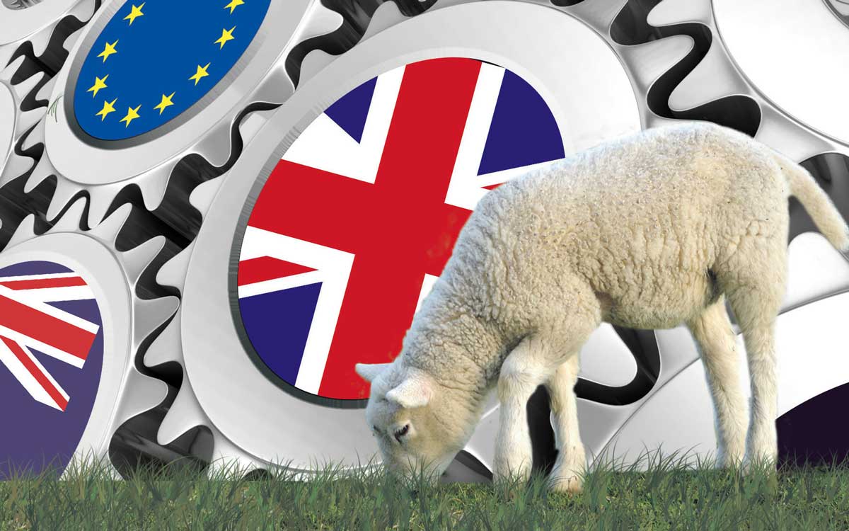La filière ovine française craint les conséquences des négociations à venir avec la sortie de l’Europe du Royaume-Uni et celles en cours inhérentes au libre-échange avec l’Europe et l’Océanie. - Illustration Le Brexit inquiète la filière ovine