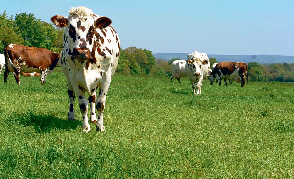 Le saviez-vous ? Ces deux départements de Normandie comptent plus de vaches  que d'habitants - Paris-Normandie