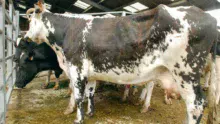 vaches-laitieres-reforme