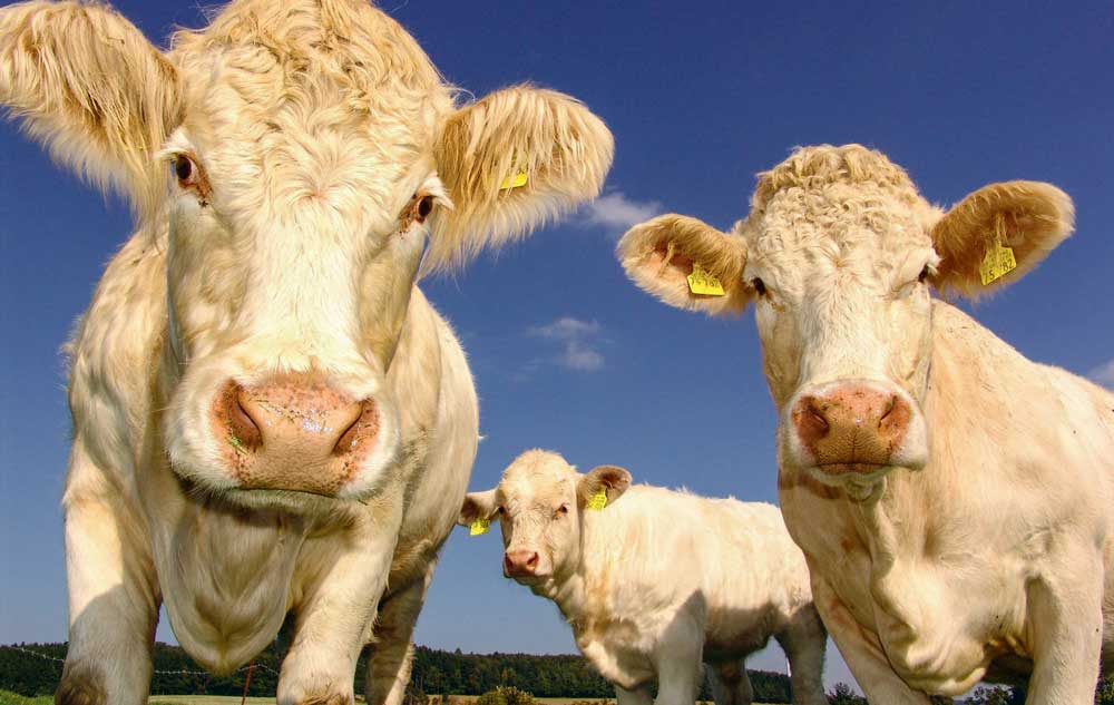 viande-bovine - Illustration Des élevages allaitants plus modernes et productifs