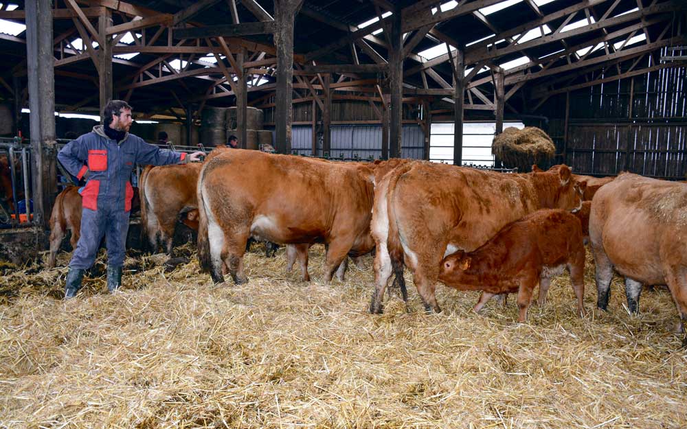 Sylvain Boschat recherche un troupeau économiquement performant, avec des facilités de vêlage, du lait et de la docilité. - Illustration Viande bovine : Un système performant après 10 ans d’élevage